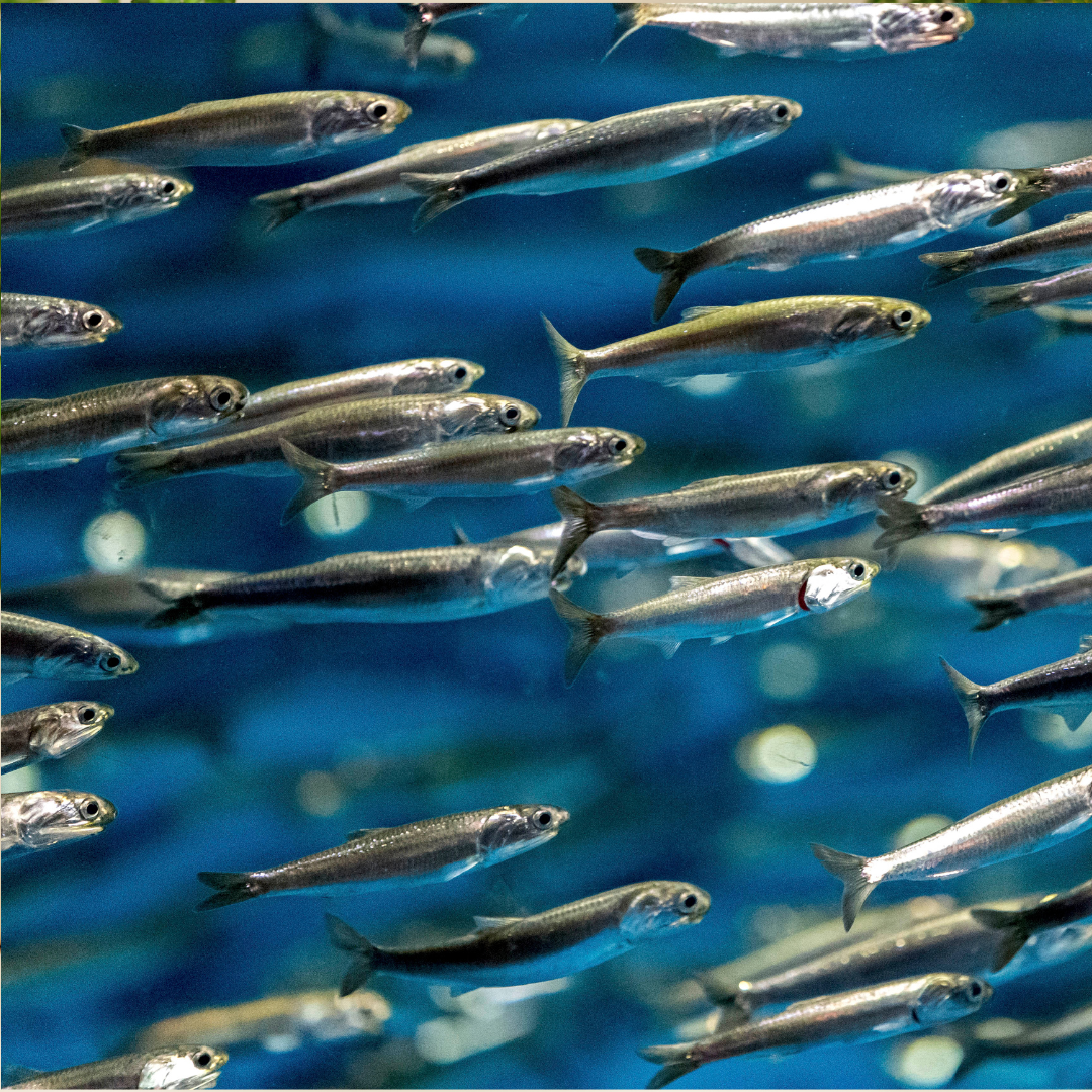 Sardele jako naturalne źródło omega-3